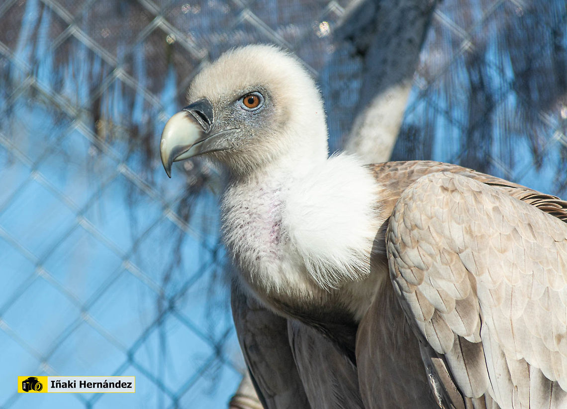 Griffon vulture​ (Gyps fulvus) Buitre leonado​ (Gyps fulvus)<br />
<br />
<figure class="photo"><a href="https://www.jungledragon.com/image/145897/griffon_vulture_gyps_fulvus.html" title="griffon vulture (Gyps fulvus)"><img src="https://s3.amazonaws.com/media.jungledragon.com/images/6660/145897_thumb.jpg?AWSAccessKeyId=05GMT0V3GWVNE7GGM1R2&Expires=1759968010&Signature=W2IQwywth3Yfhah%2BDmxMz1yL%2BF8%3D" width="200" height="134" alt="griffon vulture (Gyps fulvus) Buitre leonado (Gyps fulvus)<br />
<br />
https://www.jungledragon.com/image/127033/griffon_vulture_gyps_fulvus.html Geotagged,Griffon vulture,Gyps fulvus,Spain,Summer" /></a></figure> Geotagged,Griffon vulture,Gyps fulvus,Spain,Winter