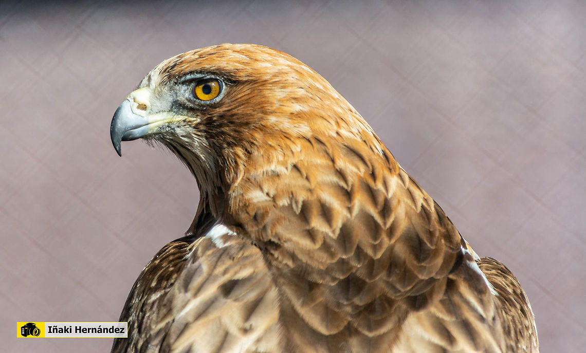 Booted eagle (Hieraaetus pennatus) &Aacute;guila calzada (Hieraaetus pennatus)<br />
<br />
<figure class="photo"><a href="https://www.jungledragon.com/image/126888/booted_eagle_hieraaetus_pennatus.html" title="Booted eagle (Hieraaetus pennatus)"><img src="https://s3.amazonaws.com/media.jungledragon.com/images/6660/126888_thumb.jpg?AWSAccessKeyId=05GMT0V3GWVNE7GGM1R2&Expires=1759968010&Signature=ScKPAP6vH4k2IugWCCFqh2fmU34%3D" width="200" height="134" alt="Booted eagle (Hieraaetus pennatus) &Aacute;guila calzada (Hieraaetus pennatus)<br />
<br />
https://www.jungledragon.com/image/127034/booted_eagle_hieraaetus_pennatus.html Booted eagle,Geotagged,Hieraaetus pennatus,Spain,Spring" /></a></figure> Booted eagle,Geotagged,Hieraaetus pennatus,Spain,Winter