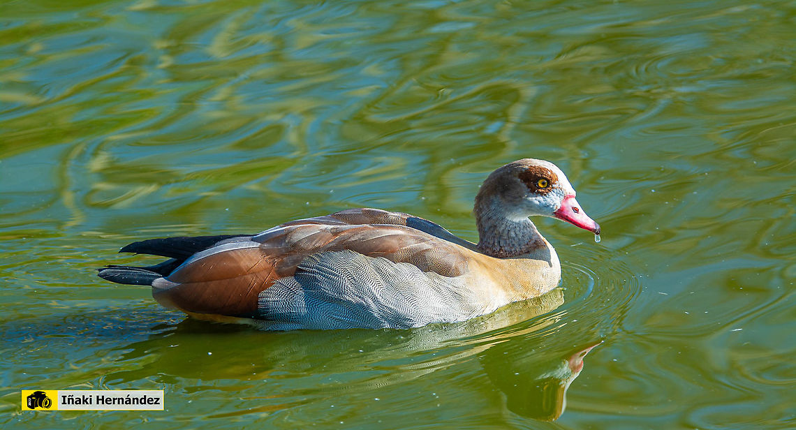Egyptian Goose (Alopochen aegyptiaca) Ganso del Nilo (Alopochen aegyptiaca) Alopochen aegyptiacus,Egyptian Goose,Geotagged,Spain,Winter