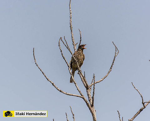 Palmchat (Dulus dominicus) Cigua palmera (Dulus dominicus) Dominican Republic,Dulus dominicus,Geotagged,Palmchat,Summer