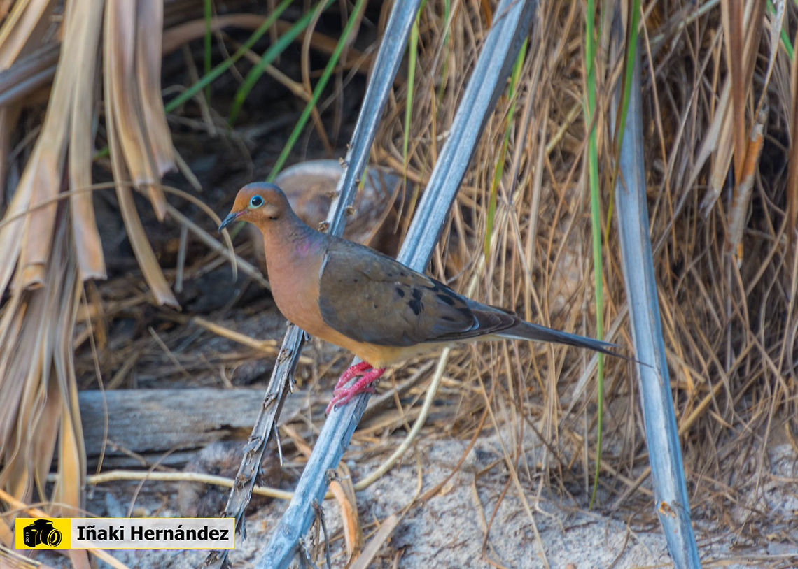 Mourning Dove (Zenaida macroura) Huilota com&uacute;n (Zenaida macroura) Dominican Republic,Geotagged,Mourning Dove,Summer,Zenaida macroura