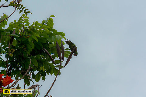 Olive-throated parakeet (Eupsittula nana) Perico de garganta oliva (Eupsittula nana) Eupsittula nana,Geotagged,Jamaica,Olive-throated parakeet,Summer