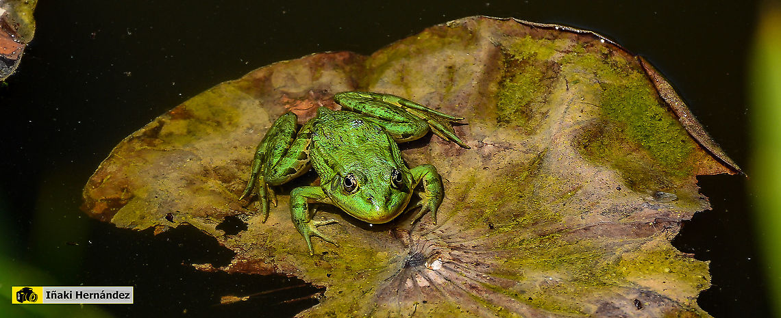 Perezs frog (Pelophylax perezi) Rana com&uacute;n (Pelophylax perezi) France,Geotagged,Pelophylax perezi,Perezs frog,Summer