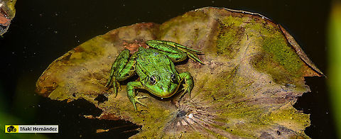 Perezs frog (Pelophylax perezi) Rana común (Pelophylax perezi) France,Geotagged,Pelophylax perezi,Perezs frog,Summer
