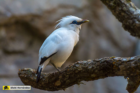 Bali myna (Leucopsar rothschildi) Estornino de Bali o main&aacute; de Rothschild (Leucopsar rothschildi) Bali myna,Geotagged,Leucopsar rothschildi,Spain,Spring