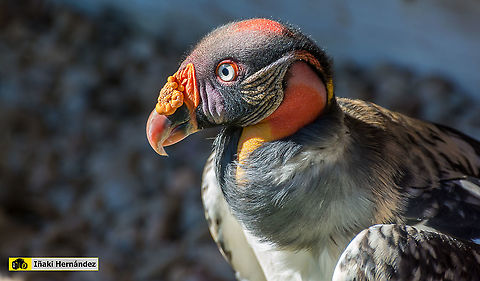 King Vulture (Sarcoramphus papa) Zopilote rey (Sarcoramphus papa) Geotagged,King Vulture,Sarcoramphus papa,Spain,Winter