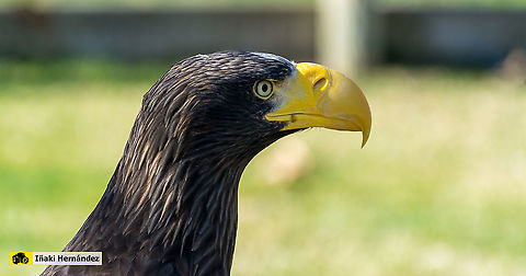 Stellers sea eagle (Haliaeetus pelagicus) Pigargo gigante o pigargo de Steller (Haliaeetus pelagicus) Geotagged,Haliaeetus pelagicus,Spain,Stellers sea eagle,Winter