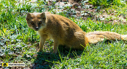 Yellow Mongoose (Cynictis penicillata) Mangosta amarilla (Cynictis penicillata) Cynictis penicillata,Geotagged,Spain,Winter,Yellow Mongoose