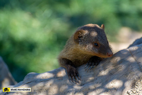 Banded Mongoose (Mungos mungo) mangosta rayada (Mungos mungo) Banded Mongoose,Geotagged,Mungos mungo,Spain,Winter
