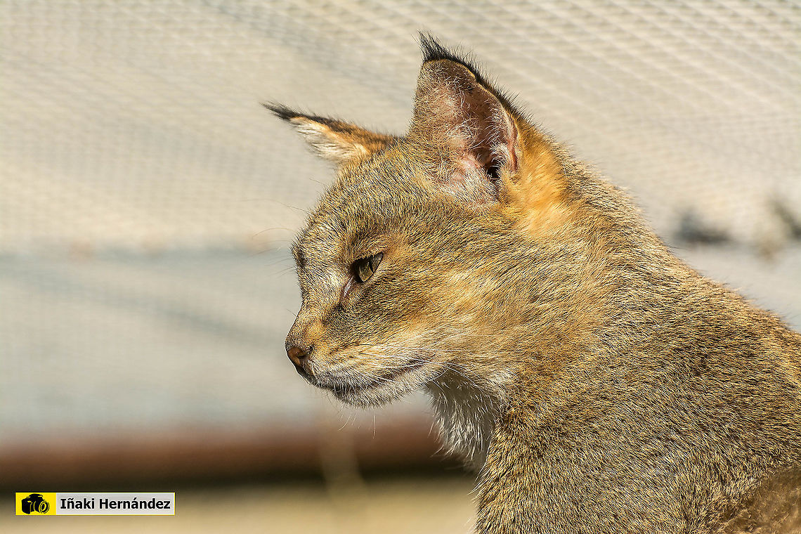 Jungle cat (Felis chaus) Gato de la jungla (Felis chaus)<br />
<br />
Melaistic color male / macho melan&iacute;stico:<br />
<figure class="photo"><a href="https://www.jungledragon.com/image/127047/melanistic_jungle_cat_felis_chaus.html" title="melanistic Jungle cat (Felis chaus)."><img src="https://s3.amazonaws.com/media.jungledragon.com/images/6660/127047_thumb.jpg?AWSAccessKeyId=05GMT0V3GWVNE7GGM1R2&Expires=1767225610&Signature=bXBX6grMKNOYZGi0p%2F0UTJTivlo%3D" width="200" height="134" alt="melanistic Jungle cat (Felis chaus). Gato de la jungla melanistico (Felis chaus)<br />
<br />
Normal color (Female) / Hembra de color normal:<br />
https://www.jungledragon.com/image/127045/jungle_cat_felis_chaus.html Felis chaus,Geotagged,Jungle cat,Spain" /></a></figure> Felis chaus,Geotagged,Jungle cat,Spain