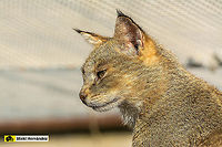 Jungle cat (Felis chaus) Gato de la jungla (Felis chaus)<br />
<br />
Melaistic color male / macho melanístico:<br />
https://www.jungledragon.com/image/127047/melanistic_jungle_cat_felis_chaus.html Felis chaus,Geotagged,Jungle cat,Spain
