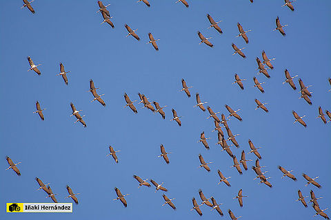 Common Crane (Grus grus) Grulla com&uacute;n (Grus grus)

https://www.jungledragon.com/image/127155/common_crane_grus_grus.html Common Crane,Geotagged,Grus grus,Spain