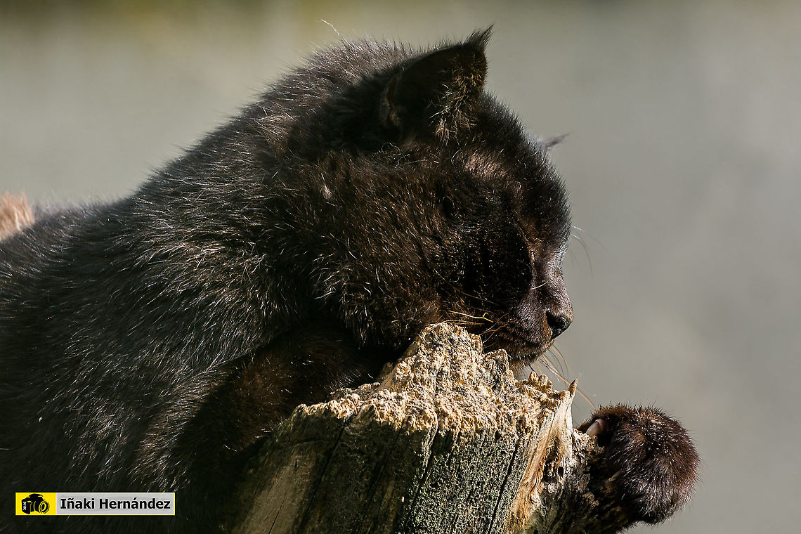 melanistic Jungle cat (Felis chaus). Gato de la jungla melanistico (Felis chaus)<br />
<br />
Normal color (Female) / Hembra de color normal:<br />
<figure class="photo"><a href="https://www.jungledragon.com/image/127045/jungle_cat_felis_chaus.html" title="Jungle cat (Felis chaus)"><img src="https://s3.amazonaws.com/media.jungledragon.com/images/6660/127045_thumb.jpg?AWSAccessKeyId=05GMT0V3GWVNE7GGM1R2&Expires=1770854410&Signature=bTx6XB7U8qzdWT5TwPpEv4vGWE4%3D" width="200" height="134" alt="Jungle cat (Felis chaus) Gato de la jungla (Felis chaus)<br />
<br />
Melaistic color male / macho melan&iacute;stico:<br />
https://www.jungledragon.com/image/127047/melanistic_jungle_cat_felis_chaus.html Felis chaus,Geotagged,Jungle cat,Spain" /></a></figure> Felis chaus,Geotagged,Jungle cat,Spain