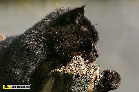 melanistic Jungle cat (Felis chaus). Gato de la jungla melanistico (Felis chaus)

Normal color (Female) / Hembra de color normal:
https://www.jungledragon.com/image/127045/jungle_cat_felis_chaus.html Felis chaus,Geotagged,Jungle cat,Spain