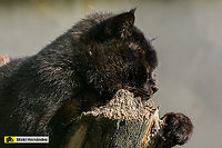 melanistic Jungle cat (Felis chaus). Gato de la jungla melanistico (Felis chaus)<br />
<br />
Normal color (Female) / Hembra de color normal:<br />
https://www.jungledragon.com/image/127045/jungle_cat_felis_chaus.html Felis chaus,Geotagged,Jungle cat,Spain