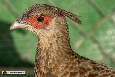 Kalij pheasant (Lophura leucomelanos leucomelanos) Kalij de Nepal (Lophura leucomelanos leucomelanos) Geotagged,Kalij pheasant,Lophura leucomelanos,Spain