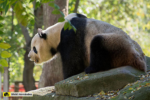 Giant panda (Ailuropoda melanoleuca) Panda (Ailuropoda melanoleuca) Ailuropoda melanoleuca,Geotagged,Giant panda,Spain