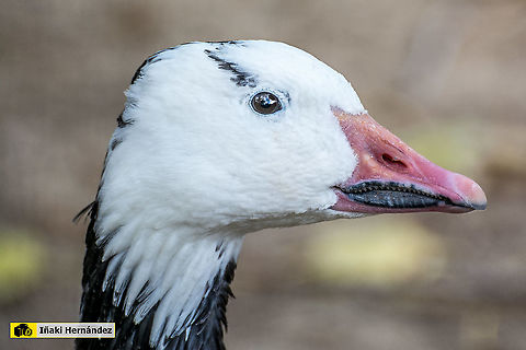 Snow goose (Chen caerulescens) Ansar nival (Chen caerulescens) Chen caerulescens,Geotagged,Snow goose,Spain