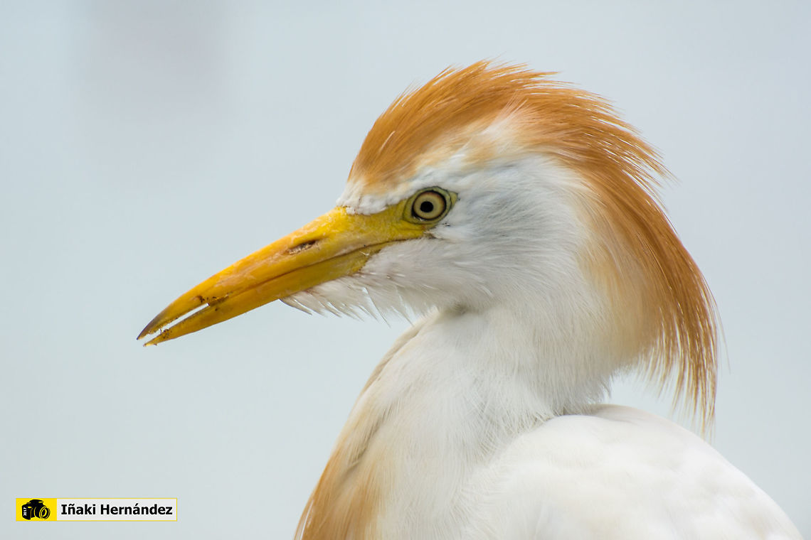 Western cattle egret (Bubulcus ibis) Garcilla bueyera (Bubulcus ibis) Bubulcus ibis,Geotagged,Jamaica,Summer,Western cattle egret