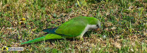 Monk Parakeet (Myiopsitta monachus) Cotorra argentina o cotorra de pecho gris (Myiopsitta monachus) Geotagged,Monk Parakeet,Myiopsitta monachus,Spain