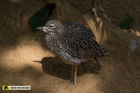 Spotted Thick-knee (Burhinus capensis) Alcaraván de El cabo (Burhinus capensis) Burhinus capensis,Geotagged,Spain,Spotted Thick-knee,Spring