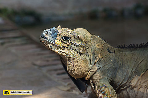 Rhinoceros iguana (Cyclura cornuta) Iguana cornuda o iguana rinoceronte (Cyclura cornuta) Cyclura cornuta,Geotagged,Rhinoceros iguana,Spain,Spring