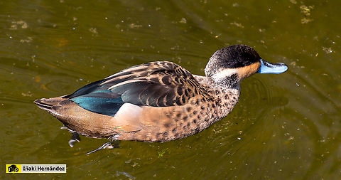 Blue-billed teal (Anas hottentota) Cerceta de Hottentot (Anas hottentota) Blue-billed teal,Geotagged,Spain,Spatula hottentota,Spring