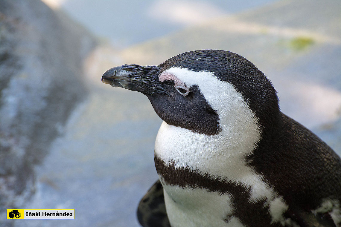 African Penguin (Spheniscus demersus) Ping&uuml;ino del Cabo (Spheniscus demersus) African Penguin,Geotagged,Spain,Spheniscus demersus