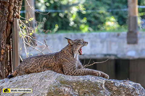 Iberian Lynx (Lynx pardinus) lince ibérico (Lynx pardinus) Geotagged,Iberian Lynx,Lynx pardinus,Spain