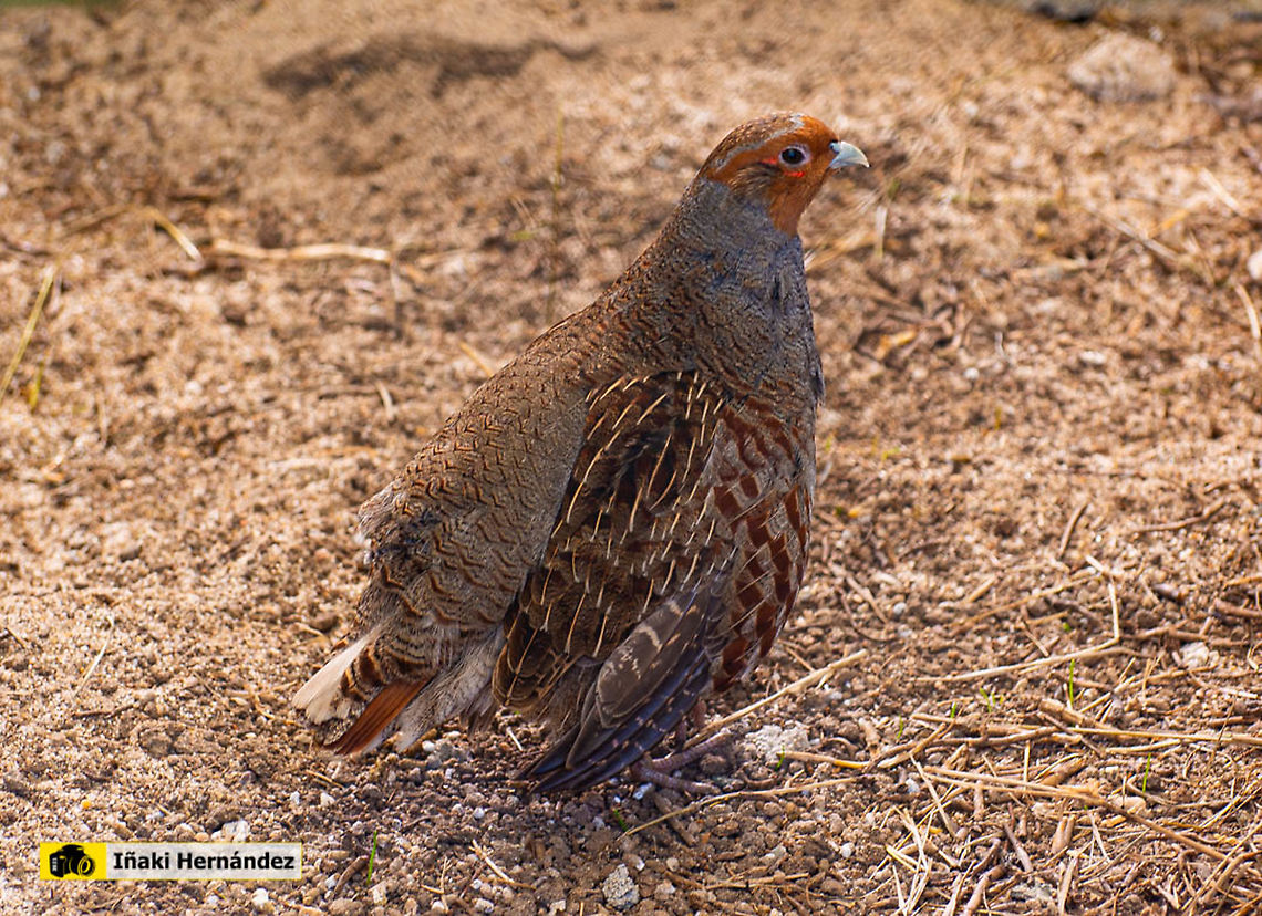 Grey partridge (perdix perdix) Perdiz pardilla (perdix perdix) Geotagged,Grey partridge,Perdix perdix,Spain,Winter
