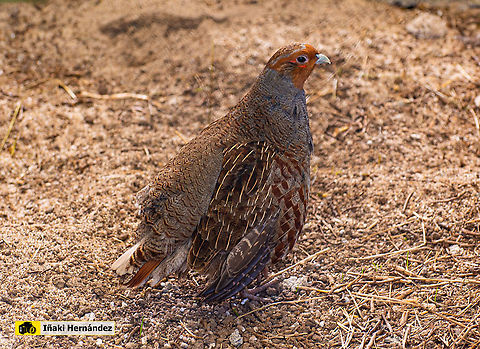 Grey partridge (perdix perdix) Perdiz pardilla (perdix perdix) Geotagged,Grey partridge,Perdix perdix,Spain,Winter