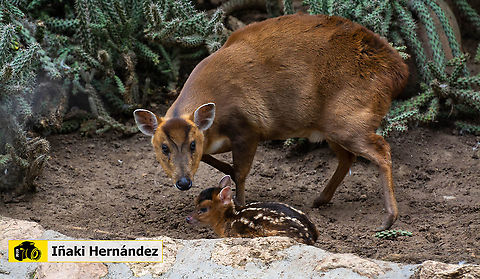 Indian muntjac (Muntiacus muntjak) Ciervo muntjack (Muntiacus muntjak) Geotagged,Indian muntjac,Muntiacus muntjak,Spain,Spring