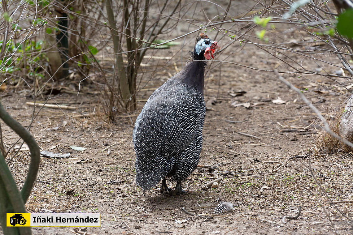 Helmeted Guineafowl (Numida meleagris) Gallina de Guinea (Numida meleagris) Geotagged,Helmeted Guineafowl,Numida meleagris,Spain,Winter