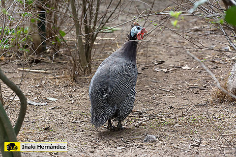 Helmeted Guineafowl (Numida meleagris) Gallina de Guinea (Numida meleagris) Geotagged,Helmeted Guineafowl,Numida meleagris,Spain,Winter