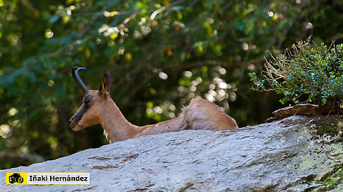 Chamois (Rupicapra rupicapra) Sarrio (Rupicapra rupicapra) Chamois,Geotagged,Rupicapra rupicapra,Spain,Summer