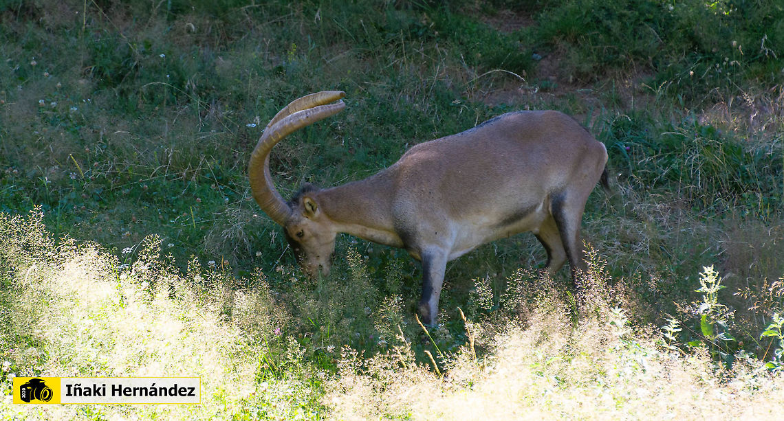Iberian ibex (Capra pyrenaica) Cabra mont&eacute;s (Capra pyrenaica) Capra pyrenaica,Geotagged,Iberian ibex,Spain,Summer