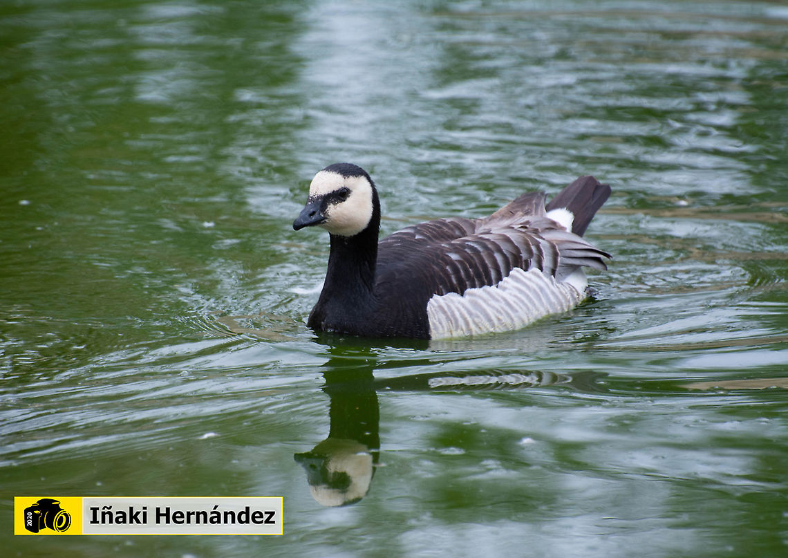 Barnacle Goose (Branta leucopsis) Barnacla cariblanca (Branta leucopsis) Barnacle Goose,Branta leucopsis,Geotagged,Spain,Spring