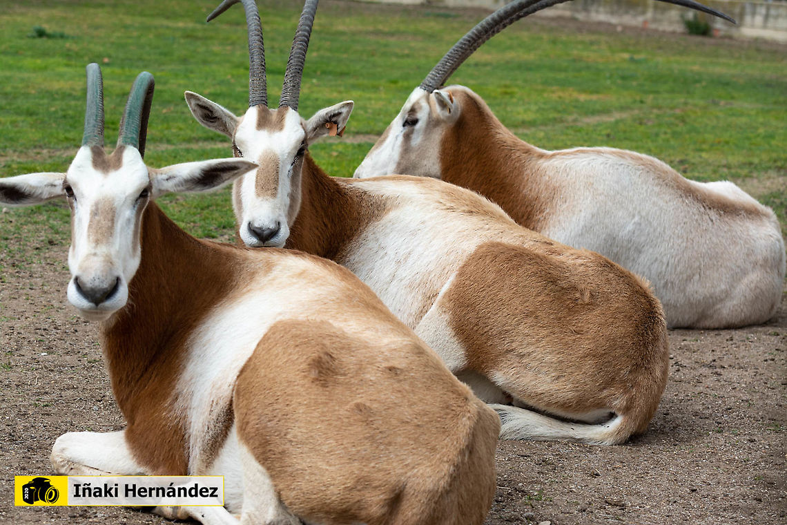 Scimitar oryx (Oryx dammah) Orix de cuernos de cimitarra (Oryx dammah) Geotagged,Oryx dammah,Scimitar oryx,Spain,Winter