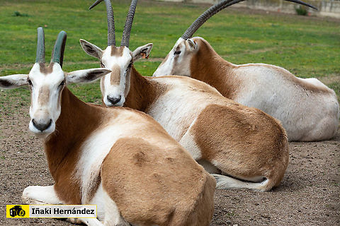 Scimitar oryx (Oryx dammah) Orix de cuernos de cimitarra (Oryx dammah) Geotagged,Oryx dammah,Scimitar oryx,Spain,Winter