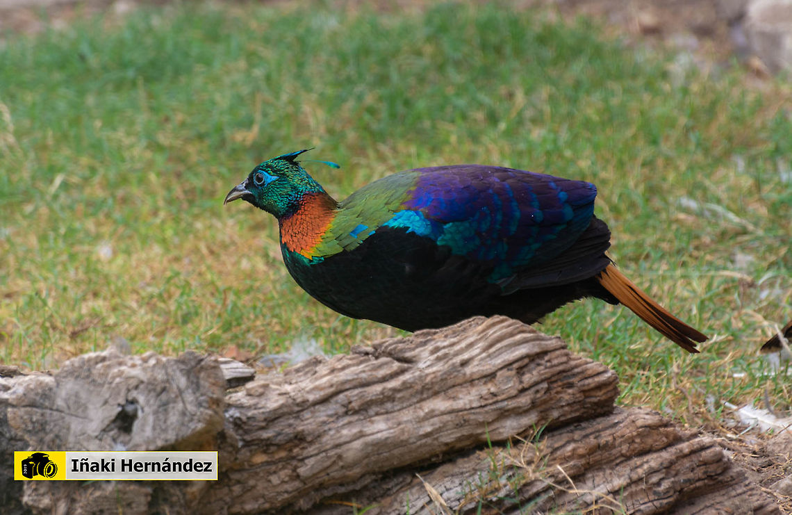 Himalayan Monal (Lophophorus impejanus) Fais&aacute;n monal del Himalaya (Lophophorus impejanus)<br />
<br />
Female / Hembra:<br />
<figure class="photo"><a href="https://www.jungledragon.com/image/127116/himalayan_monal_female_lophophorus_impejanus.html" title="Himalayan Monal female (Lophophorus impejanus)"><img src="https://s3.amazonaws.com/media.jungledragon.com/images/6660/127116_thumb.jpg?AWSAccessKeyId=05GMT0V3GWVNE7GGM1R2&Expires=1767225610&Signature=gUJwkn9Jd%2FdEVyzItoVgMQzNB2o%3D" width="102" height="152" alt="Himalayan Monal female (Lophophorus impejanus) Hembra de Monal del Himalaya (Lophophorus impejanus)<br />
<br />
Male / Macho:<br />
https://www.jungledragon.com/image/127096/himalayan_monal_lophophorus_impejanus.html<br />
<br />
https://www.jungledragon.com/image/146107/himalayan_monal_lophophorus_impejanus.html Geotagged,Himalayan Monal (Danphe),Lophophorus impejanus,Spain" /></a></figure> Geotagged,Himalayan Monal (Danphe),Lophophorus impejanus,Spain