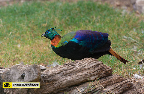 Himalayan Monal (Lophophorus impejanus) Faisán monal del Himalaya (Lophophorus impejanus)

Female / Hembra:
https://www.jungledragon.com/image/127116/himalayan_monal_female_lophophorus_impejanus.html Geotagged,Himalayan Monal (Danphe),Lophophorus impejanus,Spain
