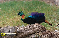 Himalayan Monal (Lophophorus impejanus) Fais&aacute;n monal del Himalaya (Lophophorus impejanus)<br />
<br />
Female / Hembra:<br />
https://www.jungledragon.com/image/127116/himalayan_monal_female_lophophorus_impejanus.html Geotagged,Himalayan Monal (Danphe),Lophophorus impejanus,Spain
