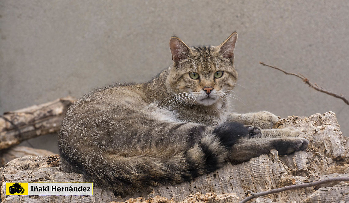 European wildcat (Felis silvestris silvestris) Gato mont&eacute;s europeo (Felis silvestris silvestris) - Sarriou European wildcat,Felis silvestris,Geotagged,Spain,Summer