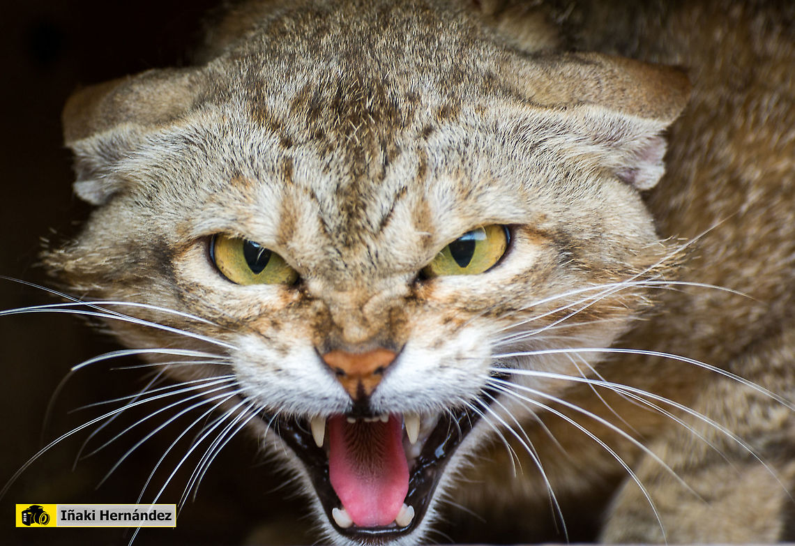 Arabian wildcat (Felis silvestris gordoni) Gato de Arabia (Felis silvestris gordoni) Arabian wildcat,Felis lybica lybica,Geotagged,Spain,Summer