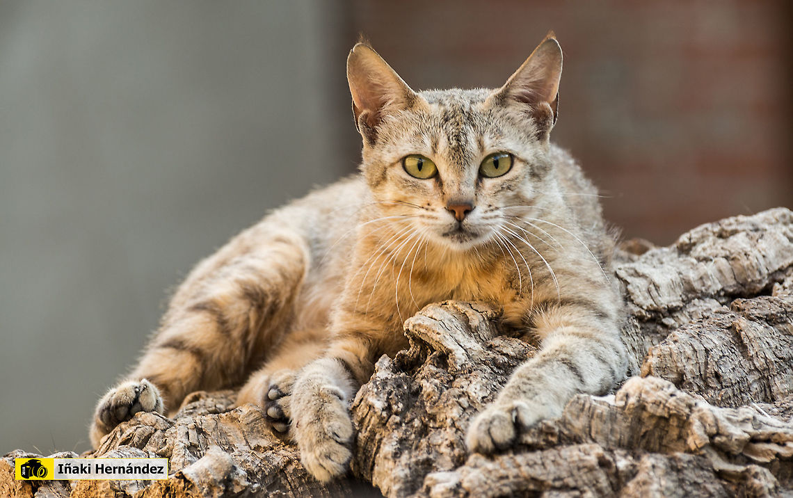 Arabian wildcat (Felis silvestris gordoni) - Mara Gato de Arabia (Felis silvestris gordoni) - Mara Arabian wildcat,Felis lybica lybica,Geotagged,Spain,Summer