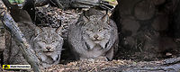 Canada lynx (Lynx canadensis) Lince del Canad&aacute; (Lynx canadensis)<br />
<br />
https://www.jungledragon.com/image/145973/canada_lynx_lynx_canadensis.html Canada lynx,France,Geotagged,Lynx canadensis,Spring