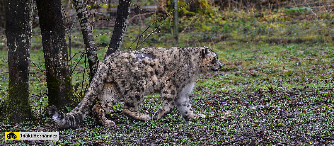 Snow leopard (Panthera uncia) Leopardo de las nieves (Panthera uncia) France,Geotagged,Panthera Uncia,Snow leopard,Spring