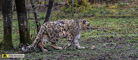 Snow leopard (Panthera uncia) Leopardo de las nieves (Panthera uncia) France,Geotagged,Panthera Uncia,Snow leopard,Spring
