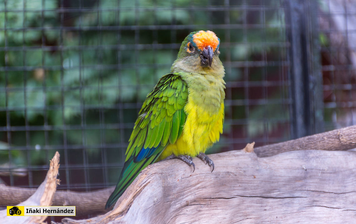 Peach-fronted Parakeet (Eupsittula aurea) Aratinga frentidorada​ (Eupsittula aurea) Eupsittula aurea,Geotagged,Peach-fronted Parakeet,Spain,Summer