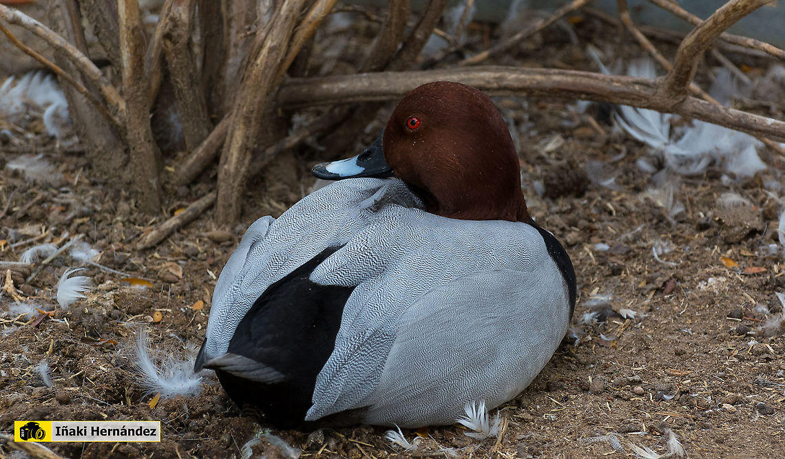 Common Pochard (Aythya ferina) porr&oacute;n europeo o porr&oacute;n com&uacute;n (Aythya ferina) Aythya ferina,Common Pochard,Fall,Geotagged,Spain